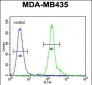 CLEC10A Antibody (N-term)